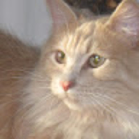 Meet your Posher, Sharon - Picture 1 of 1